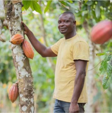 IAP Footer - Farmer And Cocoa Tree