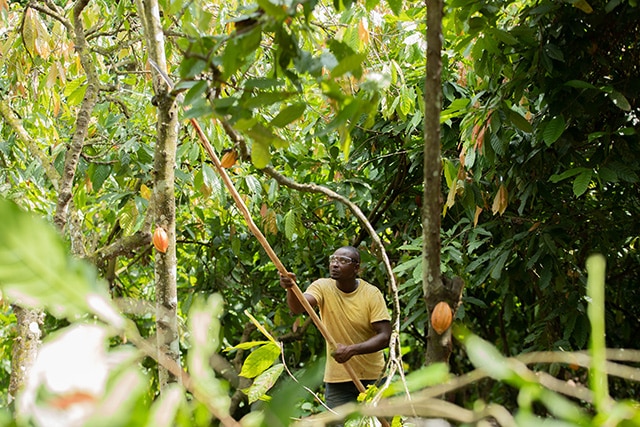 More Money for Cocoa Farming Families