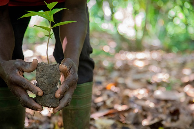 More trees planted